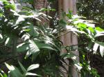 : - Monstera obliqua