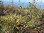 : - Panicum nephelophilum