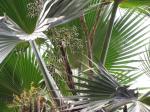 : - Pritchardia forbesiana