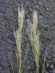 : - Schizachyrium condensatum