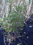 : - Stenogyne rugosa