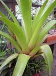 : - Tillandsia australis
