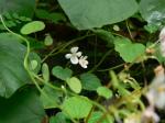 : - Begonia crenata