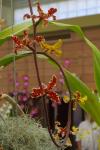 : - Dimorphorchis lowii