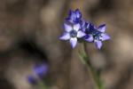 : - Gilia clivorum