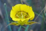 : - Calochortus luteus