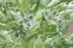 : - Frasera speciosa