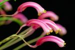 : - Masdevallia notosibirica