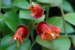 : - Aeschynanthus cordifolius