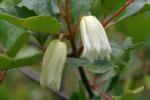 : - Crinodendron patagua