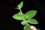 : - Euphorbia maritae