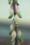 : - Gasteria disticha