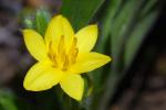 : - Hypoxis hemerocallidea