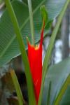 : - Musa troglodytarum