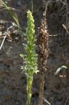 : - Piperia elegans