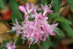 : - Rhododendron spiciferum var. spiciferum