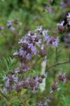 : - Salvia clevelandii