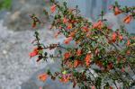 : - Clinopodium mexicanum