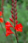 : - Watsonia galpinii