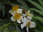 : - Rosa brunonii