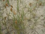 : - Carex douglasii