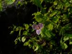 : - Canscora diffusa