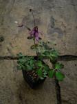 : - Aquilegia rockii