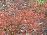: - Acer palmatum subsp. amoenum