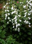 : - Campanula latifolia subsp. latifolia