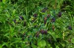 : - Cerinthe major subsp. purpurascens