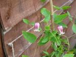 : - Clematis viorna