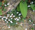 Leberblümchen-Zimbelkraut - Cymbalaria hepaticifolia