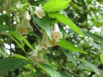 Vielblütiges Doppelschild - Dipelta floribunda