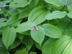 : - Disporum smilacinum