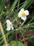: - Eomecon chionantha