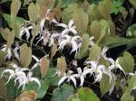 : - Epimedium leptorrhizum