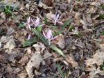 Hunds-Zahnlilie - Erythronium dens-canis