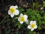 : - Geum pentapetalum