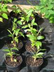 Lilien-Ingwer - Hedychium spicatum