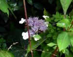 : - Hydrangea involucrata