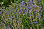 Felsenysop - Hyssopus officinalis subsp. aristatus