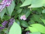 : - Impatiens uniflora