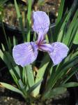 : - Iris hookeri