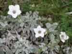 : - Linum suffruticosum subsp. salsoloides