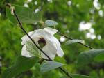 : - Magnolia wilsonii
