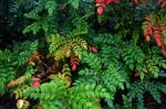 Japanische Mahonie - Mahonia japonica