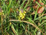 : - Muscari macrocarpum