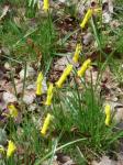 Alpenveilchen-Narzisse - Narcissus cyclamineus