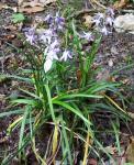 : - Ophiopogon intermedius