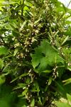 : - Parsonsia capsularis